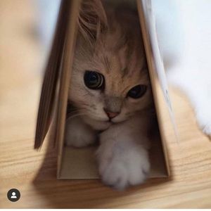 Meet your Posher, Martha